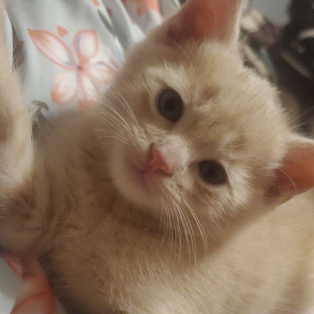 Meet your Posher, Dead